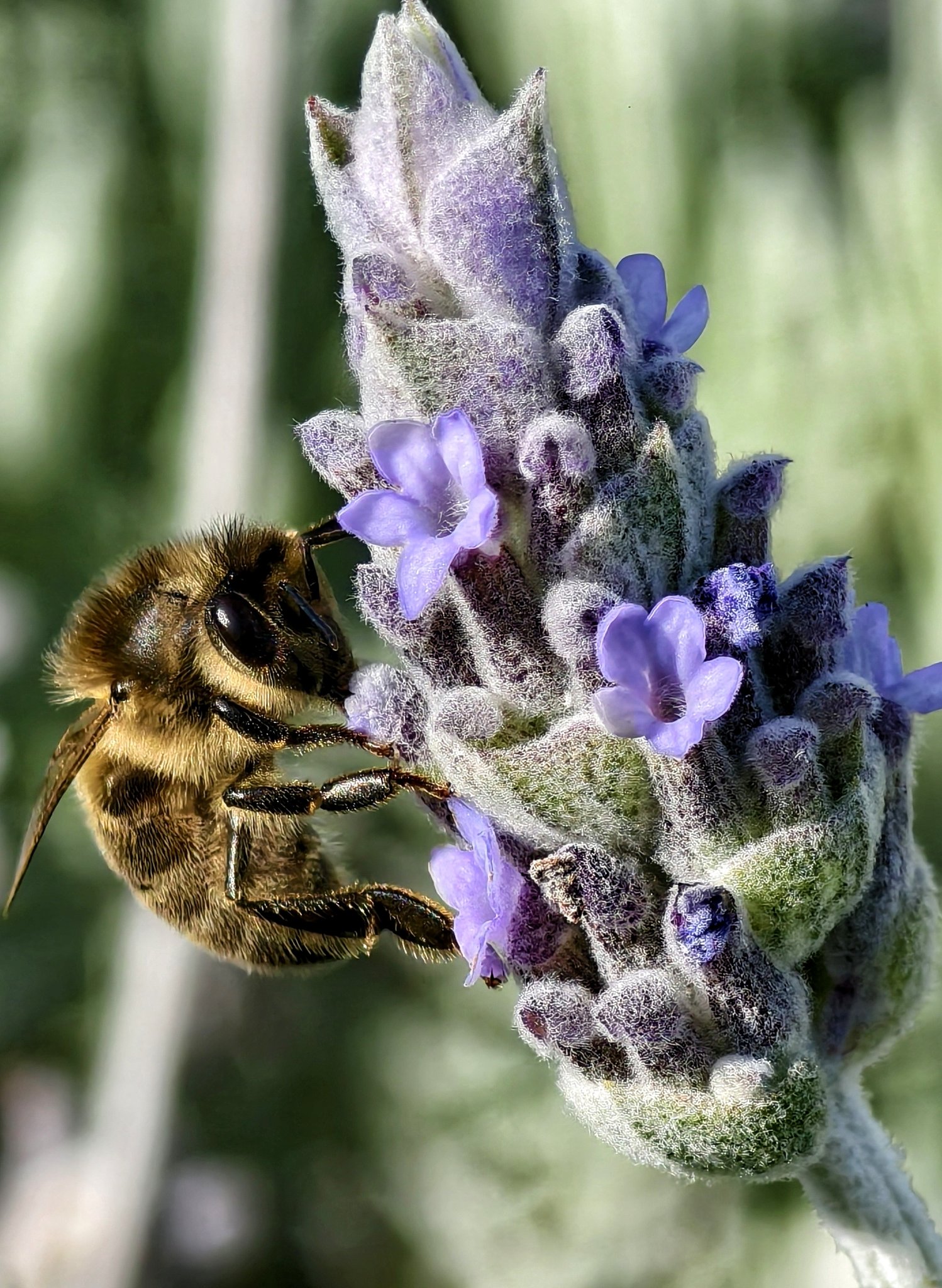vivo X100のカメラ写真を掲載！ミツバチの毛並みも見えるズーム写真がヤバい！